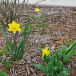 Daffodils bloom near the Brookline Boulevard cannon war memorial. Photo by Rebekah Devorak.